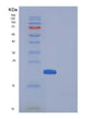 SDS-PAGE analysis of Mouse Manf (Mesencephalic Astrocyte-Derived Neurotrophic Factor) - Recombinant Protein, showing >85% purity under 15% SDS-PAGE (Reduced)
