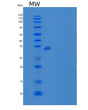 SDS-PAGE analysis of Human CNPY4 (Protein Canopy Homolog 4) - Recombinant Protein, showing >85% purity under 15% SDS-PAGE (Reduced)