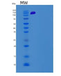 SDS-PAGE analysis of Mouse Prkcd (Protein Kinase C Delta Type) - Recombinant Protein, showing >90% purity under 15% SDS-PAGE (Reduced)
