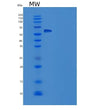 SDS-PAGE analysis of Human AMY2A (Pancreatic Alpha-Amylase) - Recombinant Protein, CAT# BLT-08415P showing >85% purity under 15% SDS-PAGE (Reduced)