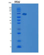 SDS-PAGE analysis of Human TEK (Angiopoietin-1 Receptor) - Recombinant Protein, showing >90% purity under 15% SDS-PAGE (Reduced)