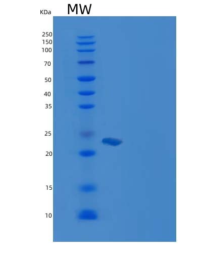 SDS-PAGE analysis of Human RHEB (Gtp-Binding Protein Rheb) - Recombinant Protein, showing >90% purity under 15% SDS-PAGE (Reduced)