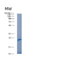 SDS-PAGE analysis of Human IL22RA2 (Interleukin-22 Receptor Subunit Alpha-2) - Recombinant Protein, showing >95% purity under 15% SDS-PAGE (Reduced)