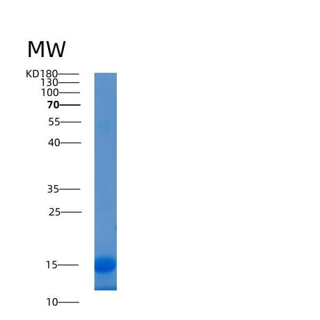 SDS-PAGE analysis of Human LAMTOR2 (Ragulator Complex Protein Lamtor2) - Recombinant Protein, showing >90% purity under 15% SDS-PAGE (Reduced)