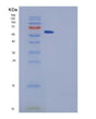 SDS-PAGE analysis of Human SPG21 (Maspardin) - Recombinant Protein, showing >85% purity under 15% SDS-PAGE (Reduced)