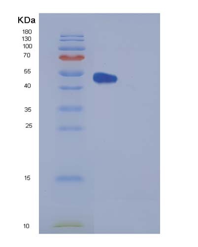 SDS-PAGE analysis of Human FKBP3 (Peptidyl-Prolyl Cis-Trans Isomerase Fkbp3) - Recombinant Protein, showing >95% purity under 15% SDS-PAGE (Reduced)