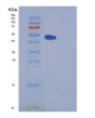 SDS-PAGE analysis of Human FKBP3 (Peptidyl-Prolyl Cis-Trans Isomerase Fkbp3) - Recombinant Protein, showing >95% purity under 15% SDS-PAGE (Reduced)