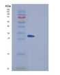 SDS-PAGE analysis of Mouse Cfd (Complement Factor D) - Recombinant Protein, showing >85% purity under 15% SDS-PAGE (Reduced)