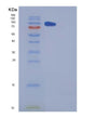 SDS-PAGE analysis of Human CPE (Carboxypeptidase E) - Recombinant Protein, showing >95% purity under 15% SDS-PAGE (Reduced)