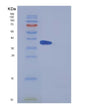 SDS-PAGE analysis of Mouse Il5ra (Interleukin-5 Receptor Subunit Alpha) - Recombinant Protein, showing >90% purity under 15% SDS-PAGE (Reduced)
