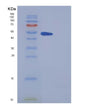 SDS-PAGE analysis of Mouse Metap2 (Methionine Aminopeptidase 2) - Recombinant Protein, showing >85% purity under 15% SDS-PAGE (Reduced)