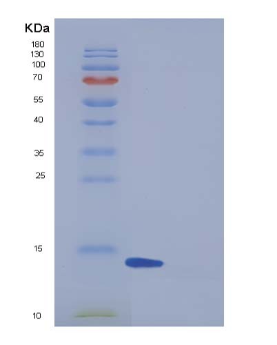 SDS-PAGE analysis of Human FABP6 (Gastrotropin) - Recombinant Protein, showing >95% purity under 15% SDS-PAGE (Reduced)