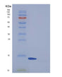 SDS-PAGE analysis of Human FABP6 (Gastrotropin) - Recombinant Protein, showing >95% purity under 15% SDS-PAGE (Reduced)