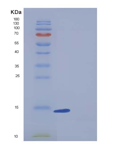 SDS-PAGE analysis of Human FABP7 (Fatty Acid-Binding Protein, Brain) - Recombinant Protein, showing >90% purity under 15% SDS-PAGE (Reduced)