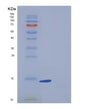 SDS-PAGE analysis of Human FABP7 (Fatty Acid-Binding Protein, Brain) - Recombinant Protein, showing >90% purity under 15% SDS-PAGE (Reduced)