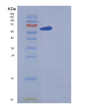 SDS-PAGE analysis of Human GBP1 (Guanylate-Binding Protein 1) - Recombinant Protein, showing >95% purity under 15% SDS-PAGE (Reduced)