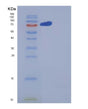 SDS-PAGE analysis of Human NRP2 (Neuropilin-2) - Recombinant Protein, showing >90% purity under 15% SDS-PAGE (Reduced)