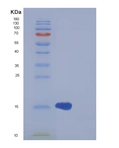 SDS-PAGE analysis of Human H3C1 (Histone H3.1) - Recombinant Protein, showing >85% purity under 15% SDS-PAGE (Reduced)