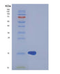 SDS-PAGE analysis of Human H3C1 (Histone H3.1) - Recombinant Protein, showing >85% purity under 15% SDS-PAGE (Reduced)