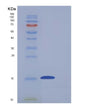 SDS-PAGE analysis of Mouse Cd7 (T-Cell Antigen Cd7) - Recombinant Protein, showing >95% purity under 15% SDS-PAGE (Reduced)
