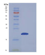 SDS-PAGE analysis of Human NUDT2 (Bis(5'-Nucleosyl)-Tetraphosphatase [Asymmetrical]) - Recombinant Protein, showing >90% purity under 15% SDS-PAGE (Reduced)