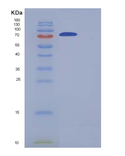 SDS-PAGE analysis of Human COLGALT2 (Procollagen Galactosyltransferase 2) - Recombinant Protein, showing >90% purity under 15% SDS-PAGE (Reduced)
