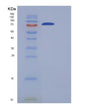 SDS-PAGE analysis of Human COLGALT2 (Procollagen Galactosyltransferase 2) - Recombinant Protein, showing >90% purity under 15% SDS-PAGE (Reduced)