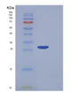 SDS-PAGE analysis of Human PF4V1 (Platelet Factor 4 Variant) - Recombinant Protein, showing >85% purity under 15% SDS-PAGE (Reduced)