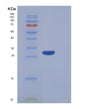 SDS-PAGE analysis of Human CA5A (Carbonic Anhydrase 5A, Mitochondrial) - Recombinant Protein, showing >95% purity under 15% SDS-PAGE (Reduced)