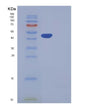 SDS-PAGE analysis of Human CPA2 (Carboxypeptidase A2) - Recombinant Protein, showing >95% purity under 15% SDS-PAGE (Reduced)