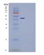 SDS-PAGE analysis of Mouse Cpa1 (Carboxypeptidase A1) - Recombinant Protein, showing >85% purity under 15% SDS-PAGE (Reduced)