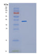 SDS-PAGE analysis of Human GET4 (Golgi To Er Traffic Protein 4 Homolog) - Recombinant Protein, showing >85% purity under 15% SDS-PAGE (Reduced)