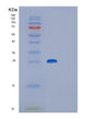 SDS-PAGE analysis of Mouse Gstp2 (Glutathione S-Transferase P 2) - Recombinant Protein, showing >85% purity under 15% SDS-PAGE (Reduced)