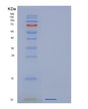 SDS-PAGE analysis of Human GNG13 (Guanine Nucleotide-Binding Protein G(I)/G(S)/G(O) Subunit Gamma-13) - Recombinant Protein, showing >85% purity under 15% SDS-PAGE (Reduced)