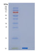 SDS-PAGE analysis of Human GNGT1 (Guanine Nucleotide-Binding Protein G(T) Subunit Gamma-T1) - Recombinant Protein, showing >90% purity under 15% SDS-PAGE (Reduced)