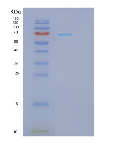 SDS-PAGE analysis of Human GPI (Glucose-6-Phosphate Isomerase) - Recombinant Protein, showing >95% purity under 15% SDS-PAGE (Reduced)