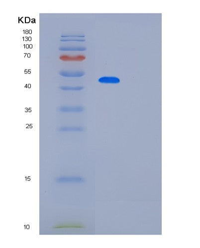 SDS-PAGE analysis of Human PAICS (Bifunctional Phosphoribosylaminoimidazole Carboxylase/Phosphoribosylaminoimidazole Succinocarboxamide Synthetase) - Recombinant Protein, showing >90% purity under 15% SDS-PAGE (Reduced)