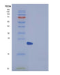 SDS-PAGE analysis of Human UBE2H (Ubiquitin-Conjugating Enzyme E2 H) - Recombinant Protein, showing >95% purity under 15% SDS-PAGE (Reduced)
