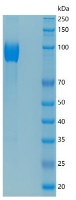 SDS-PAGE analysis of Mouse Nt5e (5'-Nucleotidase) - Recombinant Protein, showing >85% purity under 15% SDS-PAGE (Reduced)