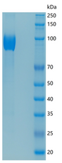 SDS-PAGE analysis of Mouse Nt5e (5'-Nucleotidase) - Recombinant Protein, showing >85% purity under 15% SDS-PAGE (Reduced)
