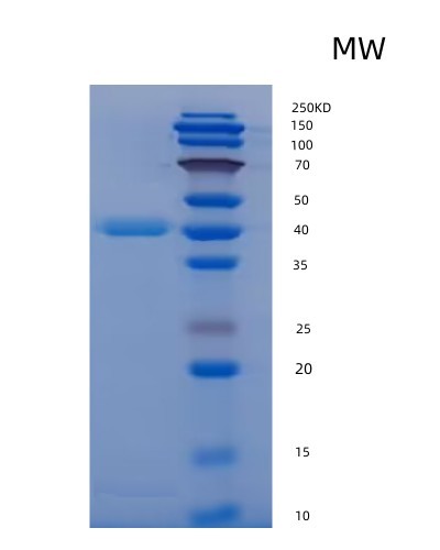 SDS-PAGE analysis of Human/Mouse/Rat BMP2 (Bone Morphogenetic Protein 2) - Recombinant Protein, showing >90% purity under 15% SDS-PAGE (Reduced)