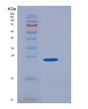 SDS-PAGE analysis of Human HTR1A (5-Hydroxytryptamine Receptor 1A) - Recombinant Protein, showing >90% purity under 15% SDS-PAGE (Reduced)