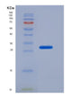 SDS-PAGE analysis of Human ACTB (Actin, Cytoplasmic 1) - Recombinant Protein, showing >95% purity under 15% SDS-PAGE (Reduced)