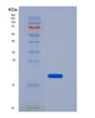 SDS-PAGE analysis of Human P2RX7 (P2X Purinoceptor 7) - Recombinant Protein, CAT# BLT-08448P showing >90% purity under 15% SDS-PAGE (Reduced)