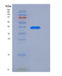 SDS-PAGE analysis of Human INS (Insulin) - Recombinant Protein, showing >95% purity under 15% SDS-PAGE (Reduced)