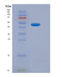 SDS-PAGE analysis of Human NFE2L2 (Nuclear Factor Erythroid 2-Related Factor 2) - Recombinant Protein, showing >95% purity under 15% SDS-PAGE (Reduced)