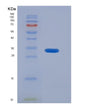 SDS-PAGE analysis of Human CALCA (Calcitonin) - Recombinant Protein, showing >90% purity under 15% SDS-PAGE (Reduced)