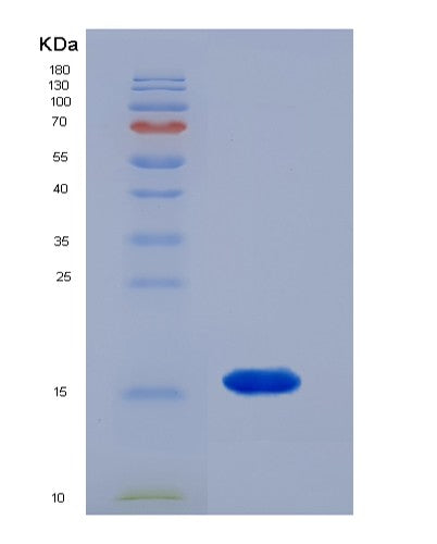 SDS-PAGE analysis of Human TAFA2 (Chemokine-Like Protein Tafa-2) - Recombinant Protein, showing >95% purity under 15% SDS-PAGE (Reduced)