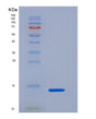 SDS-PAGE analysis of Mouse Tubgcp2 (Gamma-Tubulin Complex Component 2) - Recombinant Protein, showing >95% purity under 15% SDS-PAGE (Reduced)