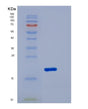 SDS-PAGE analysis of Human IL18 (Interleukin-18) - Recombinant Protein, showing >85% purity under 15% SDS-PAGE (Reduced)